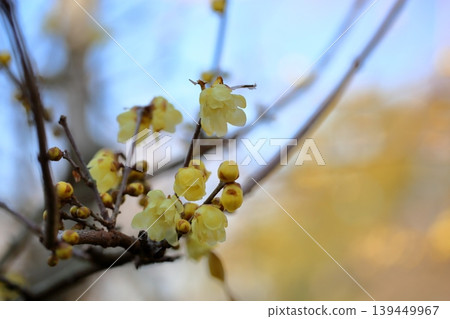Fresh wintersweet flowers Fresh wintersweet flowers 139449967