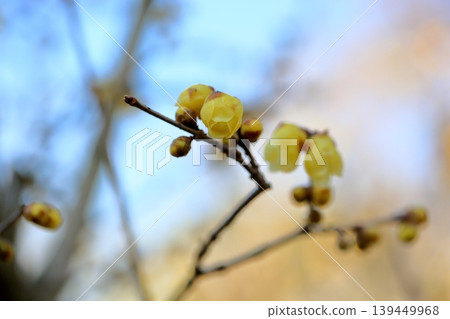 Fresh wintersweet flowers 139449968