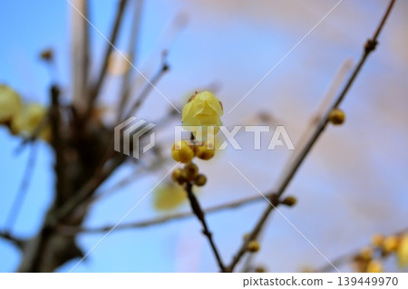 Fresh wintersweet flowers 139449970