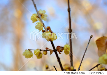 新鮮的臘梅花 新鮮的臘梅花 139449972