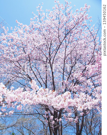 I look up at the cherry tree I look up at the cherry tree 139450162