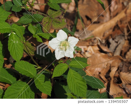 Raspberry Raspberry 139450307
