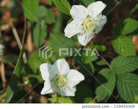 Raspberry 139450309