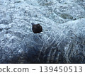 Frog glass 139450513