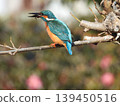 Kingfisher 139450516