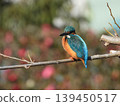 Kingfisher 139450517