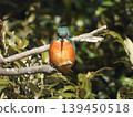 Kingfisher 139450518