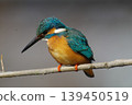 Kingfisher 139450519