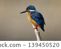 Kingfisher 139450520