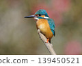 Kingfisher 139450521