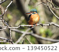 Kingfisher 139450522