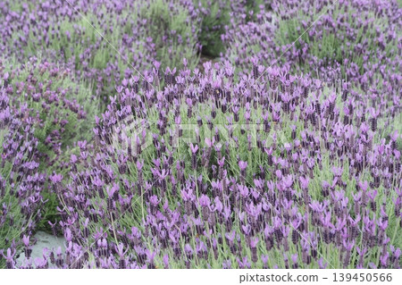 Purple lavender flower field Purple lavender flower field 139450566