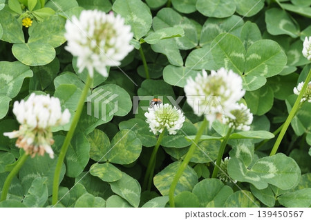 White clover and ladybug White clover and ladybug 139450567