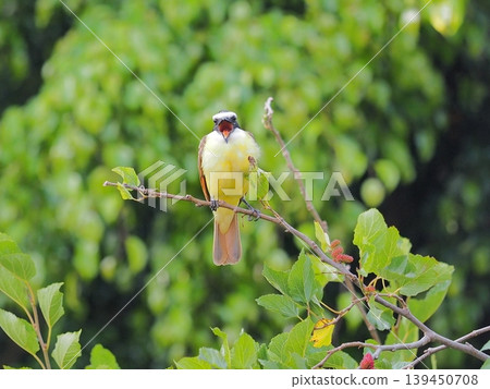 A Yellow-bellied Tyrant Butterfly trying to communicate something 139450708