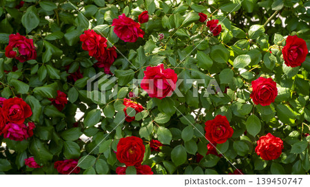 red red 139450747