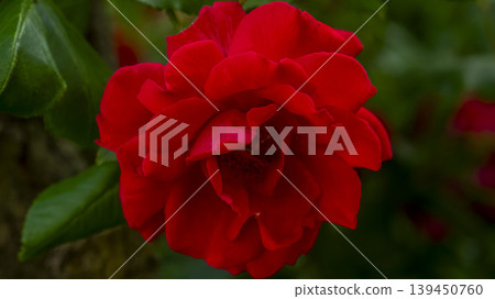red 139450760