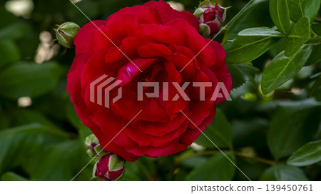 red 139450761