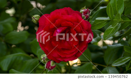 red 139450762