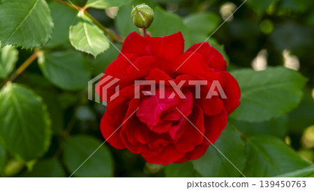 red 139450763