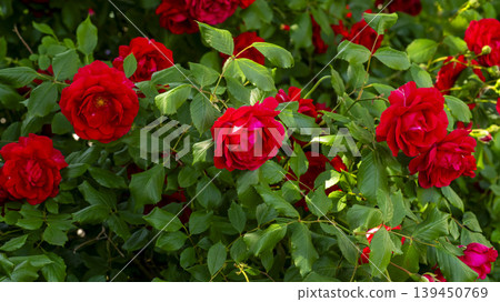 red red 139450769