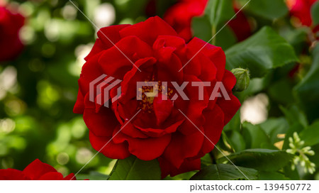 red 139450772