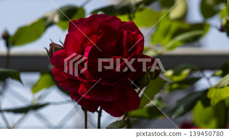red red 139450780