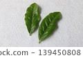 新鮮茶葉 139450808