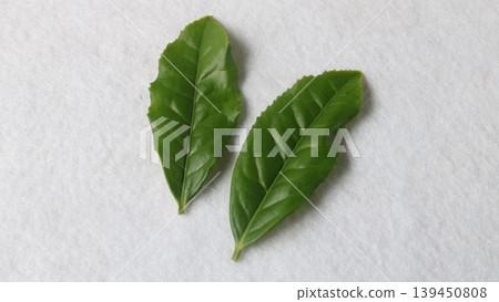 Fresh tea leaves Fresh tea leaves 139450808
