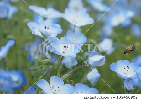 Nemophila flower and bee Nemophila flower and bee 139450902