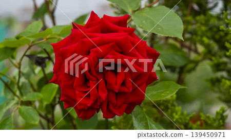 rose rose 139450971