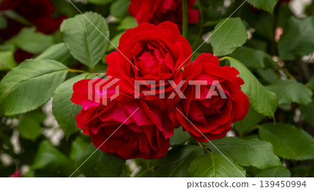 rose rose 139450994