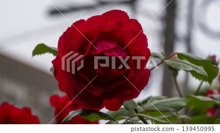 rose rose 139450995