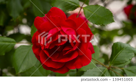 rose rose 139451003