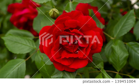 rose rose 139451004