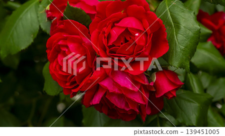 rose 139451005