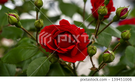 rose rose 139451006