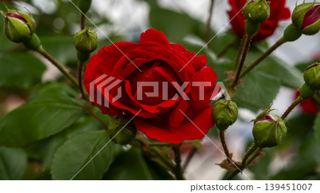 rose rose 139451007