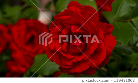 rose rose 139451008
