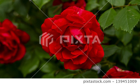 rose 139451009