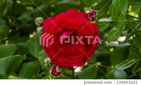 rose rose 139451031