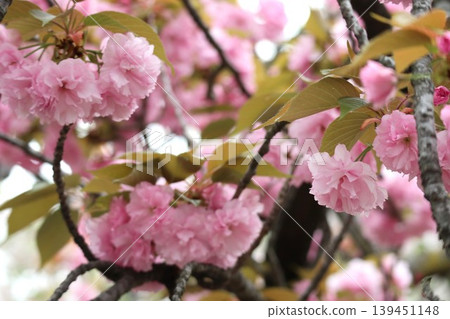 The cherry blossoms at the Osaka Mint are in full bloom. The cherry blossoms at the Osaka Mint are in full bloom. 139451148