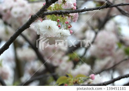 大阪造幣廠的櫻花正值盛開。 大阪造幣廠的櫻花正值盛開。 139451181