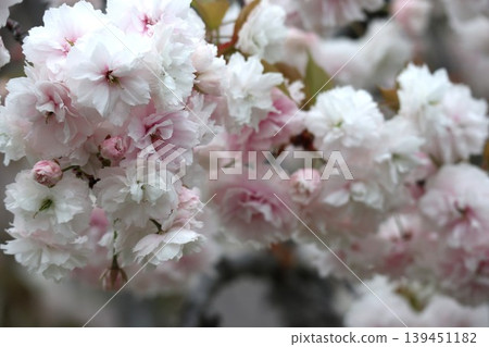 The cherry blossoms at the Osaka Mint are in full bloom. The cherry blossoms at the Osaka Mint are in full bloom. 139451182