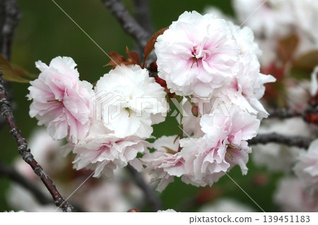 The cherry blossoms at the Osaka Mint are in full bloom. The cherry blossoms at the Osaka Mint are in full bloom. 139451183