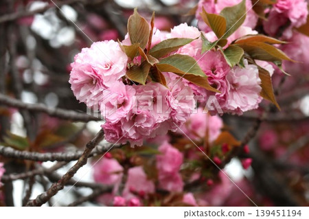The cherry blossoms at the Osaka Mint are in full bloom. The cherry blossoms at the Osaka Mint are in full bloom. 139451194