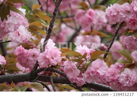 The cherry blossoms at the Osaka Mint are in full bloom. The cherry blossoms at the Osaka Mint are in full bloom. 139451217