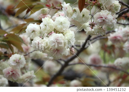 The cherry blossoms at the Osaka Mint are in full bloom. The cherry blossoms at the Osaka Mint are in full bloom. 139451232