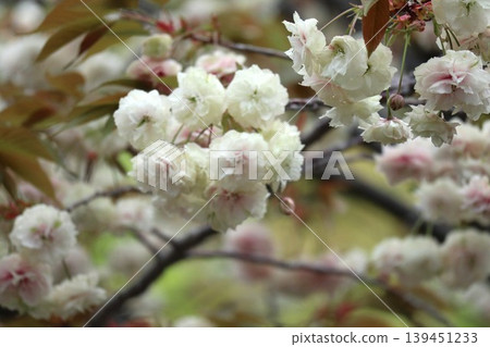 The cherry blossoms at the Osaka Mint are in full bloom. The cherry blossoms at the Osaka Mint are in full bloom. 139451233