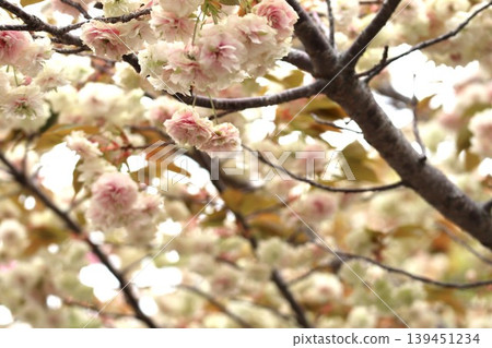 The cherry blossoms at the Osaka Mint are in full bloom. The cherry blossoms at the Osaka Mint are in full bloom. 139451234