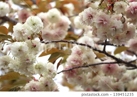 The cherry blossoms at the Osaka Mint are in full bloom. The cherry blossoms at the Osaka Mint are in full bloom. 139451235